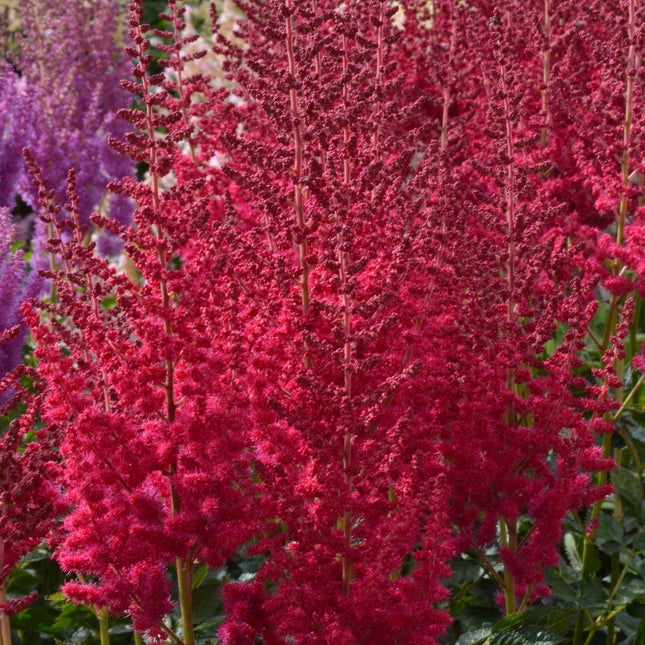 False Spirea 'Hot Pearls'