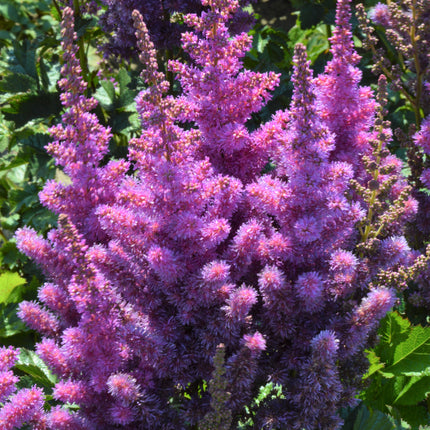 False Spirea 'Black Pearls'