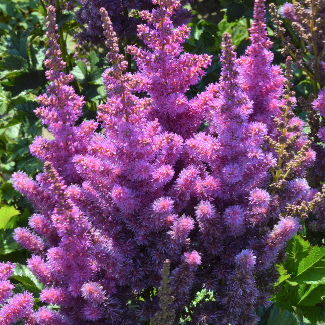 False Spirea 'Black Pearls'