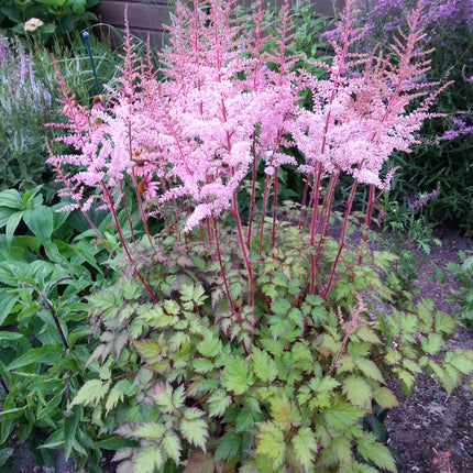 False Spirea 'Delft Lace'