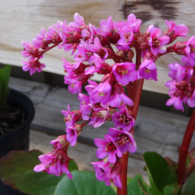 Pig Squeak 'Red Beauty'