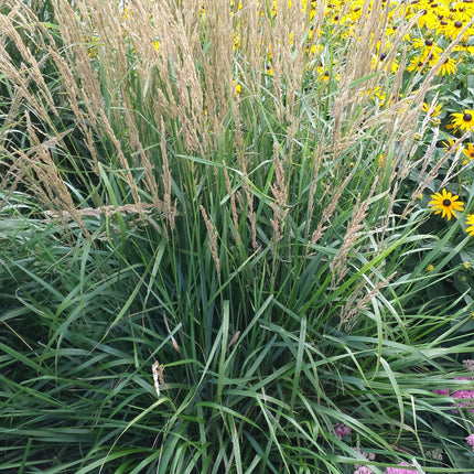 Feather Reed Grass 'Karl Foerster'