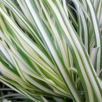 Feather Reed Grass 'Lightning Strike™'