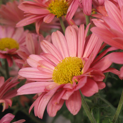 Hardy Mum 'Mammoth Coral Daisy'