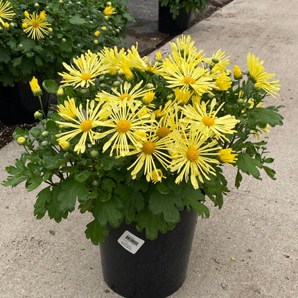 Hardy Mum 'Mammoth Yellow Quill'