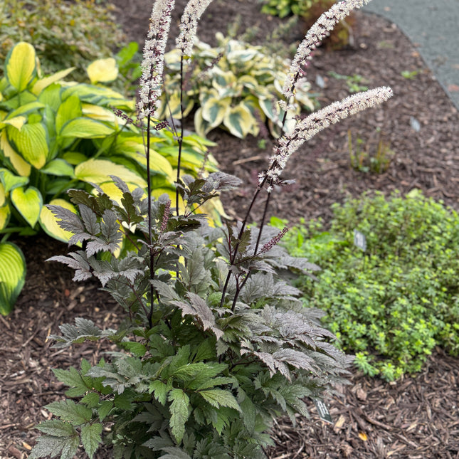 Bugbane 'Pink Spike'