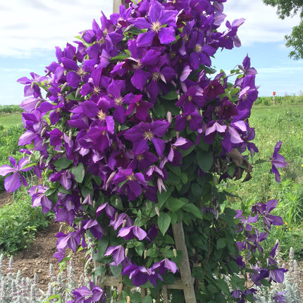 Queen of the Vines 'Jackmanii'