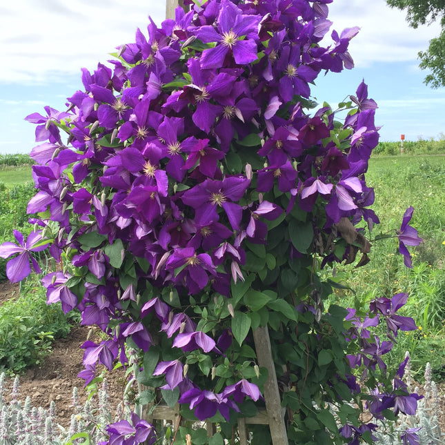 Queen of the Vines 'Jackmanii'