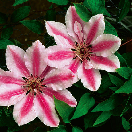 Queen of the Vines 'Nelly Moser'