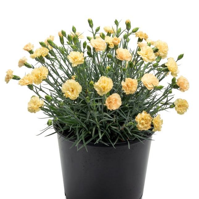 Border Carnation 'Hello Yellow'