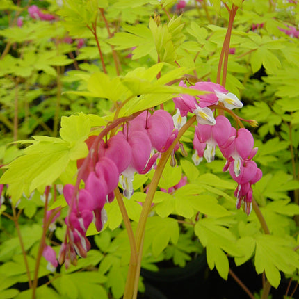 Bleeding Heart 'Gold Heart'