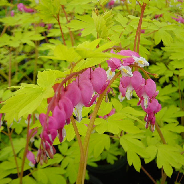 Bleeding Heart 'Gold Heart'