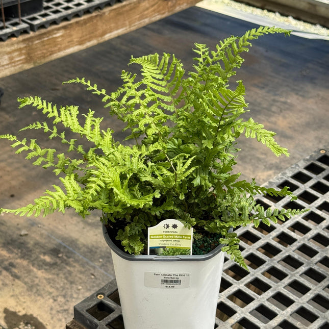Male Fern Cristata 'The King'
