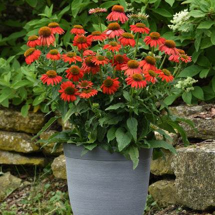Coneflower 'Artisan Red Ombre'