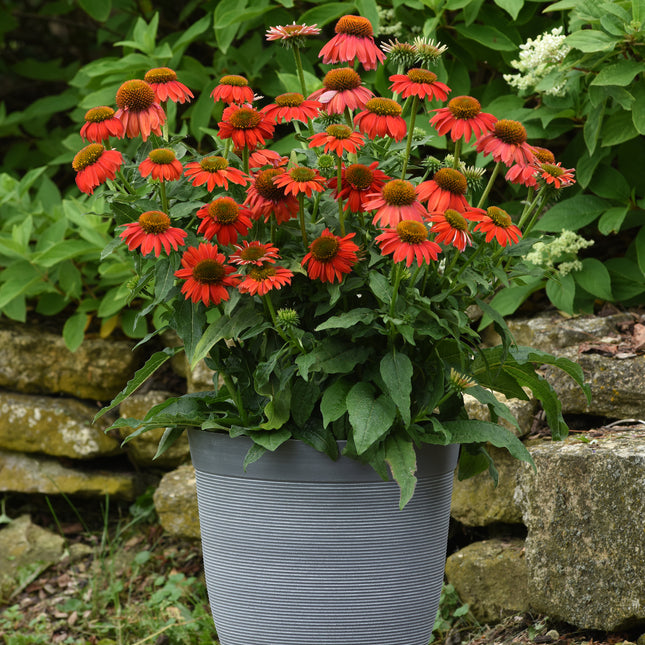Coneflower 'Artisan Red Ombre'