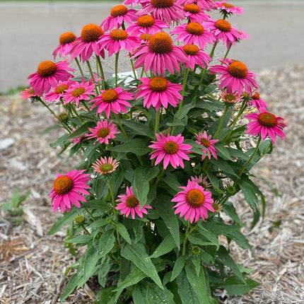 Coneflower 'POW WOW™ Wild Berry'