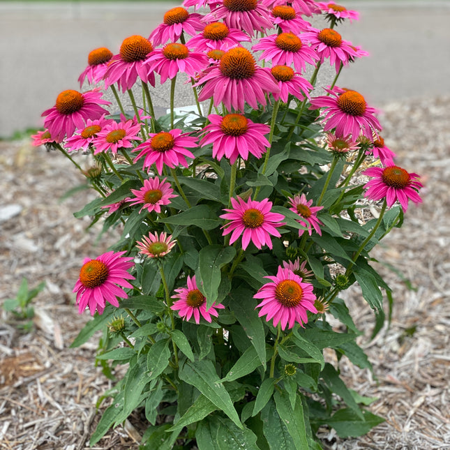 Coneflower 'POW WOW™ Wild Berry'