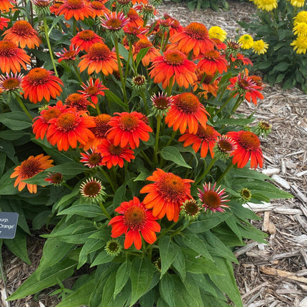 Coneflower 'Sombrero ®Fiesta Orange'