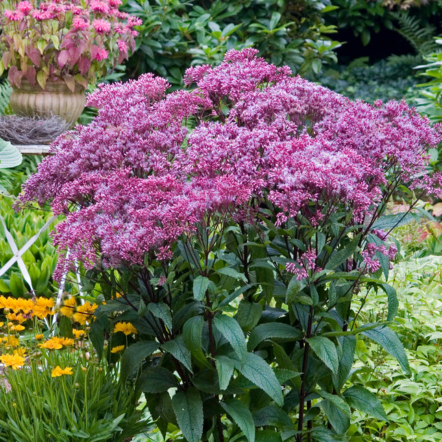 Joe Pye Weed 'Baby Joe'