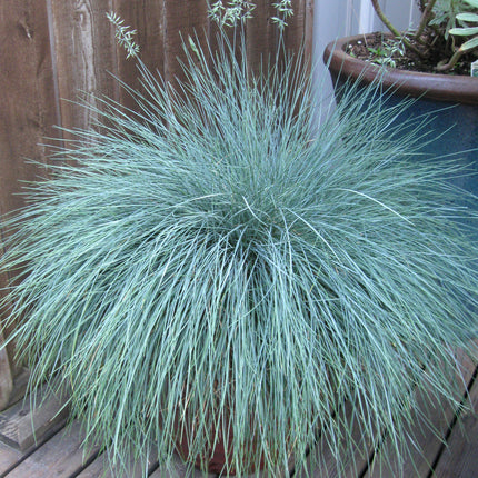 Blue Fescue Grass 'Beyond Blue'
