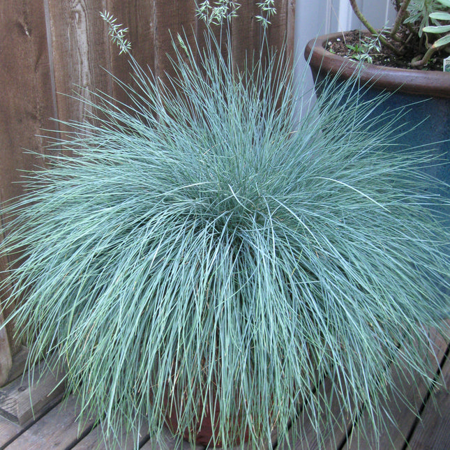 Blue Fescue Grass 'Beyond Blue'