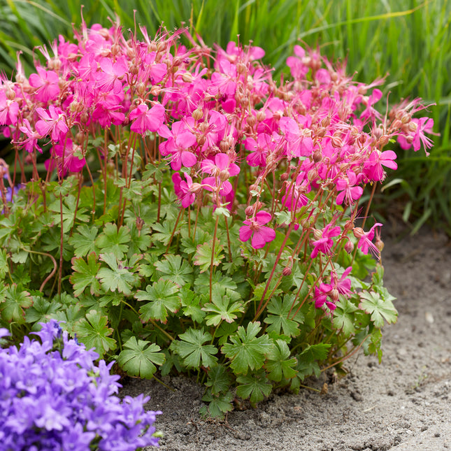 Cranesbill 'Intense'