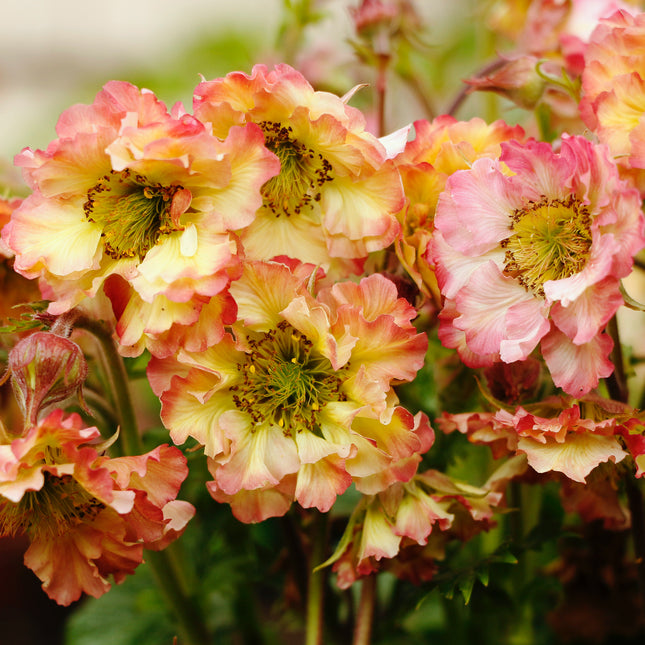 Avens  'Pretticoats™ Peach'