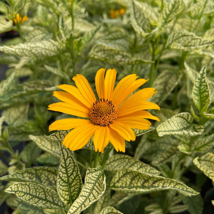 False Sunflower 'Sunstruck'