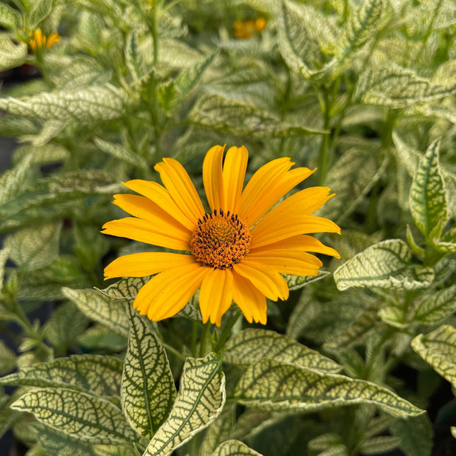False Sunflower 'Sunstruck'