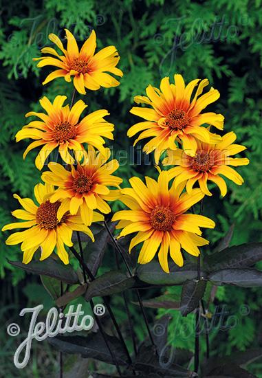 False Sunflower 'Burning Hearts'