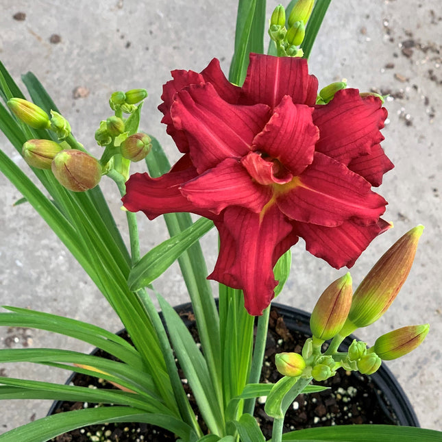Daylily 'Double Pardon Me'