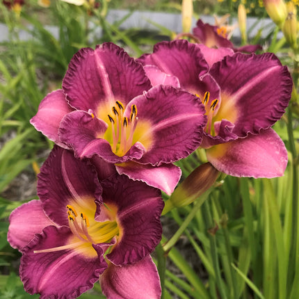 Daylily 'Entrapment'