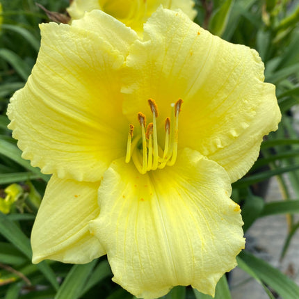Daylily 'Happy Returns'