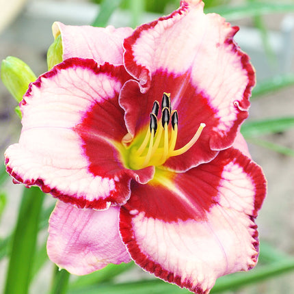 Daylily 'Lies and Lipstick'