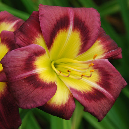 Daylily 'Night Beacon'