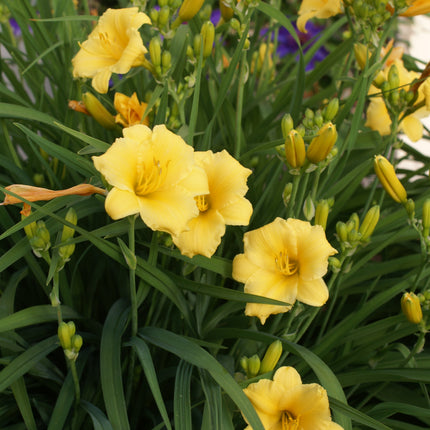 Daylily 'Stella D'Oro'