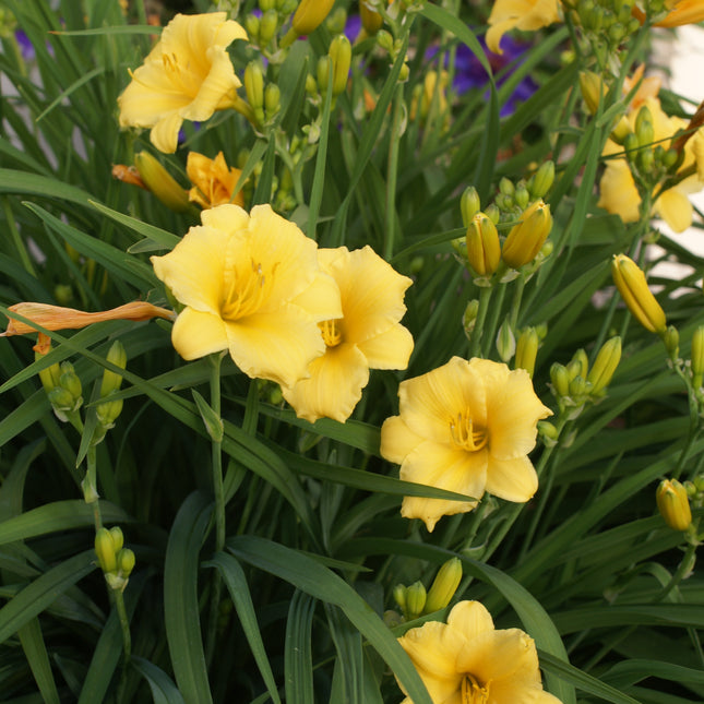 Daylily 'Stella D'Oro'