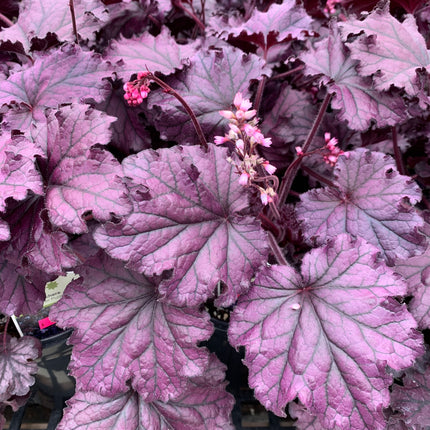 Coral Bells 'Forever Purple'