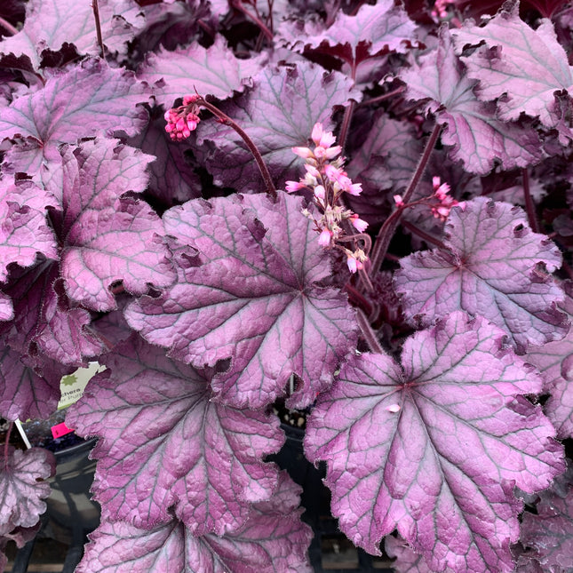 Coral Bells 'Forever Purple'