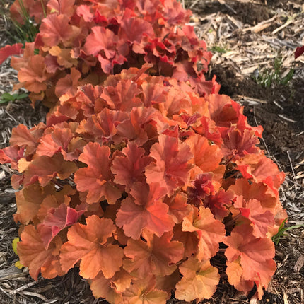 Coral Bells 'Northern Exposure™ Amber'