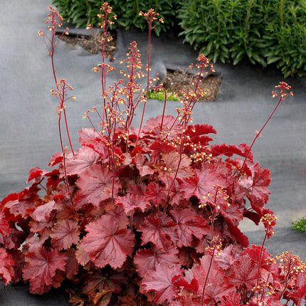 Coral Bells 'Northern Exposure™ Red'