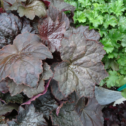Coral Bells 'Palace Purple'