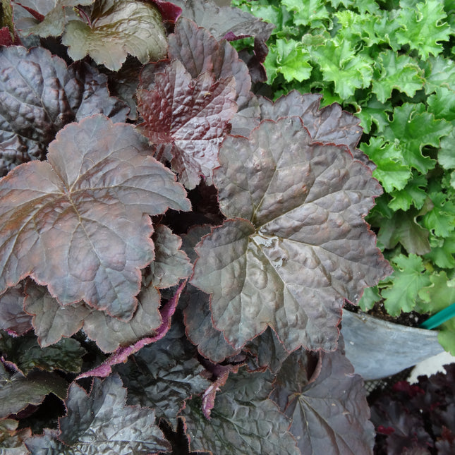 Coral Bells 'Palace Purple'