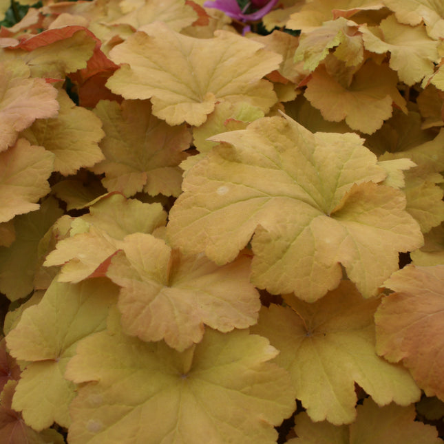 Coral Bells 'Caramel'