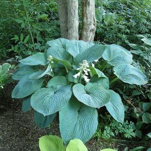 Plantain Lily 'Blue Umbrellas'