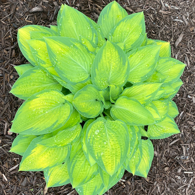 Plantain Lily 'Dream Queen'