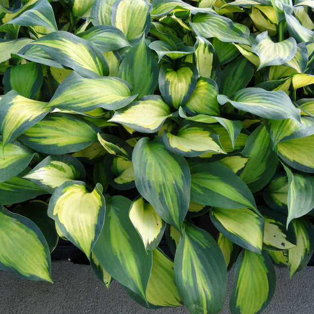Plantain Lily 'Forbidden Fruit'