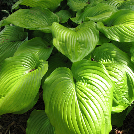 Plantain Lily 'Sum and Substance'