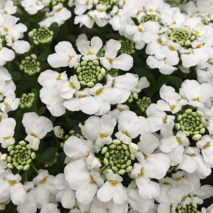 Candytuft 'Snowsurfer™ Forte'