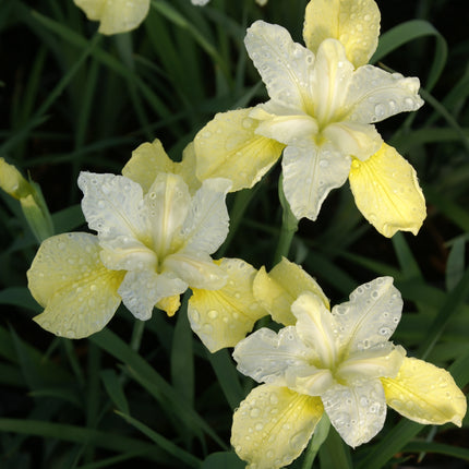 Siberian Iris 'Butter and Sugar'